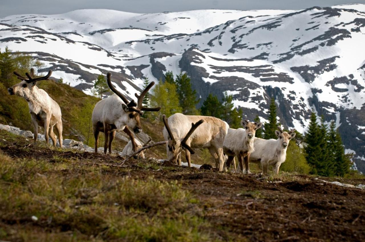 Rondane River Lodge - Rondane Gjestegard Enden Exterior foto